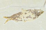 Bargain, Fossil Fish (Knightia) - Wyoming #149778-1
